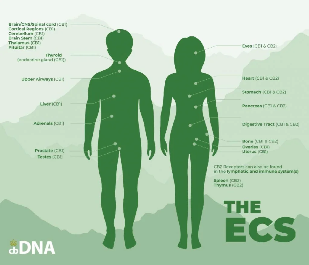 can CBD rebalance hormone imbalance