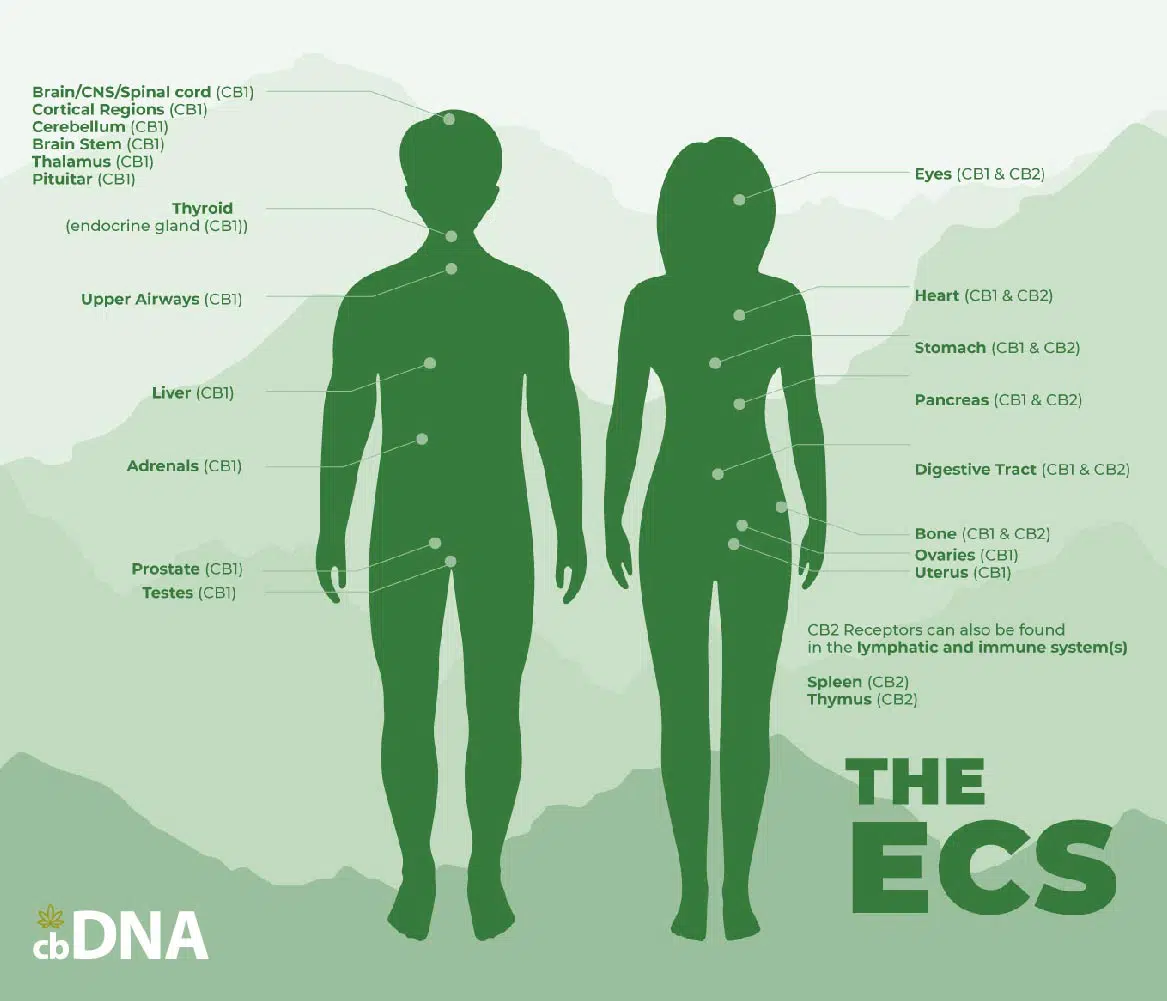 CBD and the Body