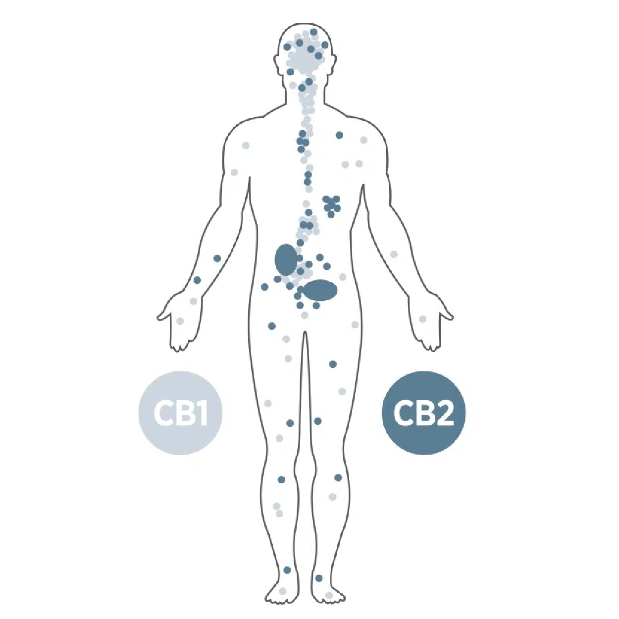 Endocannabinoid System CBD