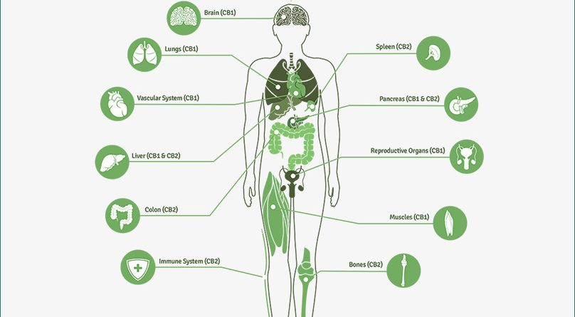 Endocannabinoid system