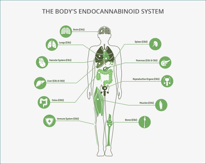 how cbd works with the immune system